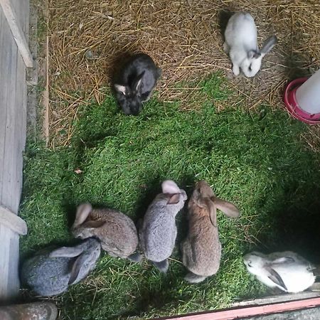 Malinowy Gaj - Agroturystyka Z Alpakami I Innymi Zwierzetami Swietajno  Εξωτερικό φωτογραφία