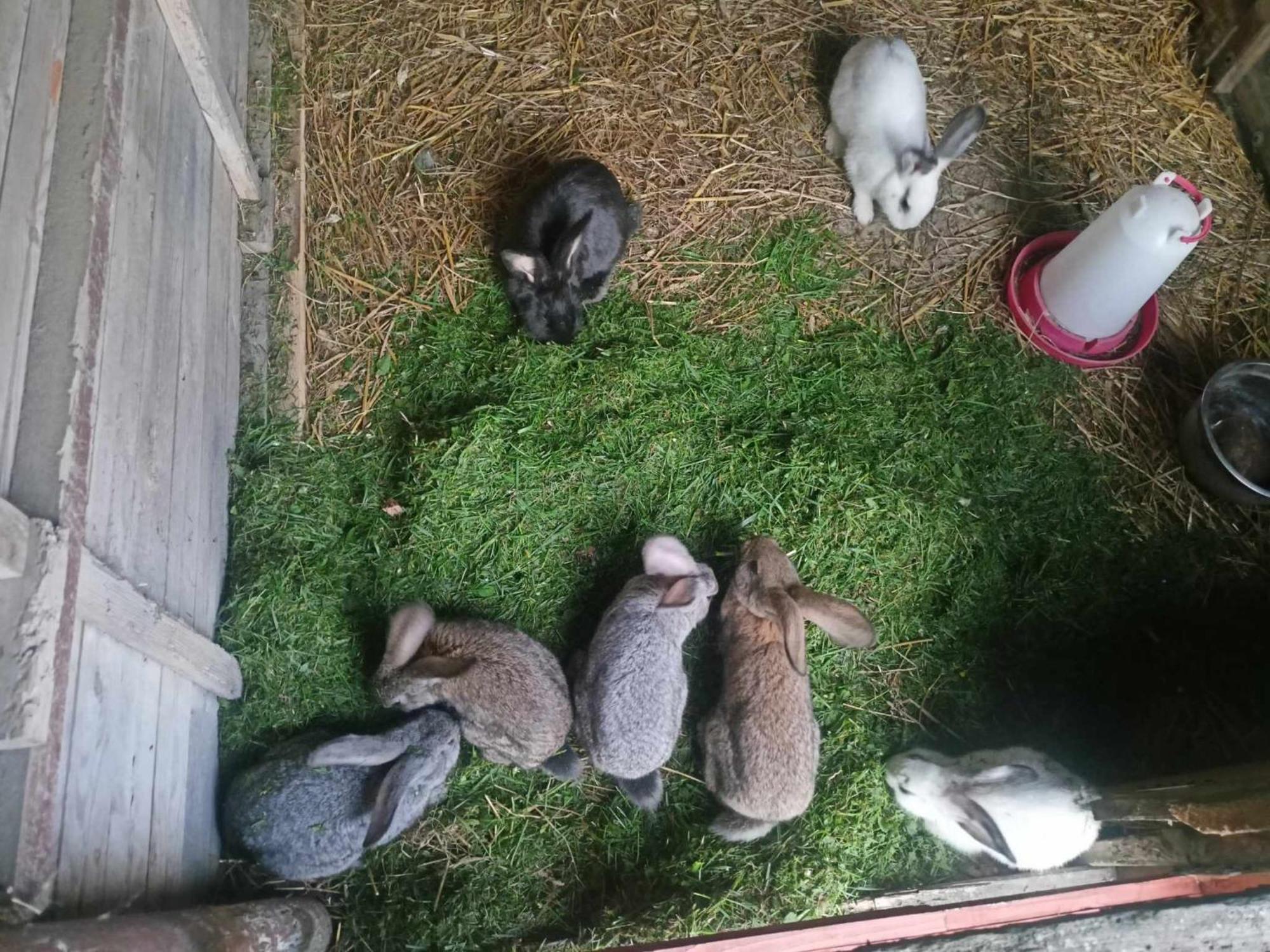 Malinowy Gaj - Agroturystyka Z Alpakami I Innymi Zwierzetami Swietajno  Εξωτερικό φωτογραφία