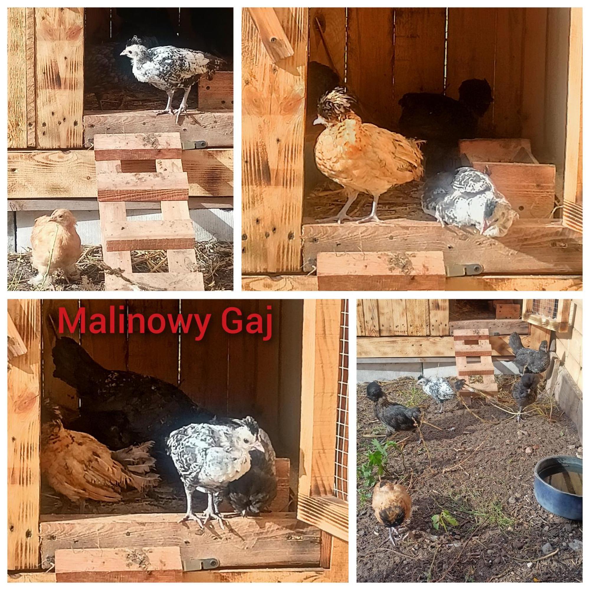 Malinowy Gaj - Agroturystyka Z Alpakami I Innymi Zwierzetami Swietajno  Εξωτερικό φωτογραφία