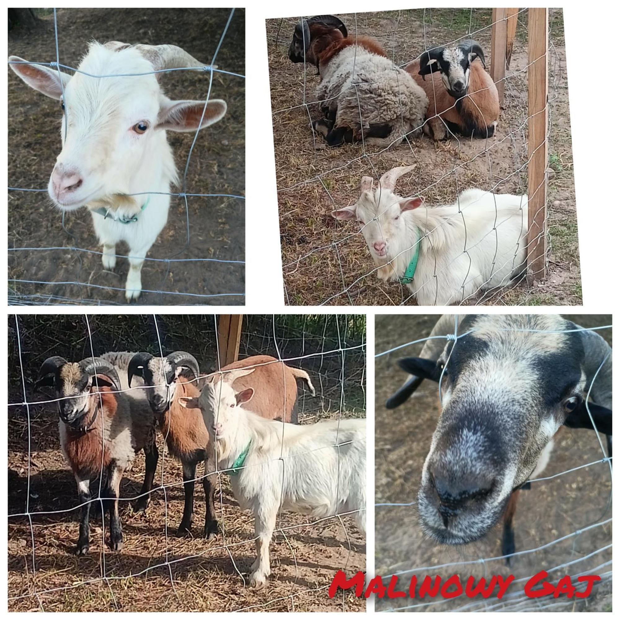Malinowy Gaj - Agroturystyka Z Alpakami I Innymi Zwierzetami Swietajno  Εξωτερικό φωτογραφία